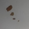Identifying Household Bugs - unidentifiable gray blobs