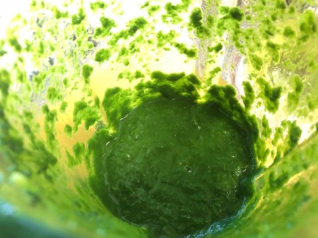 DIY Organic Food Colouring - blending spinach and water