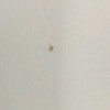 Identifying a Flying Insect - tiny insect on white background
