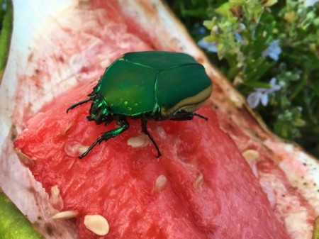 June Bug on Watermelon - emerald green bug on watermelon