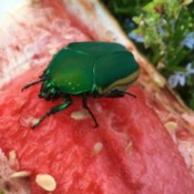 June Bug on Watermelon - emerald green bug on watermelon