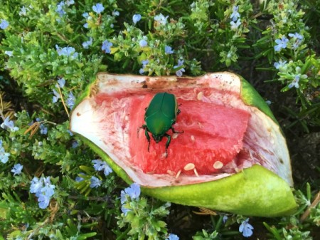 June Bug on Watermelon