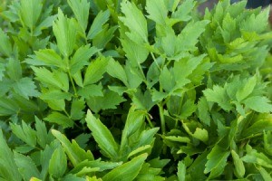 Closeup of Lovage growing.