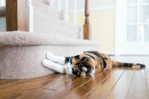 Cat scratching carpet on the stairs.