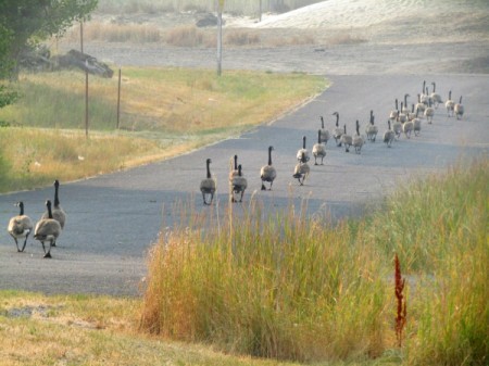 Geese Evacuating - geese walking down the road