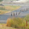 Geese Evacuating - geese walking down the road