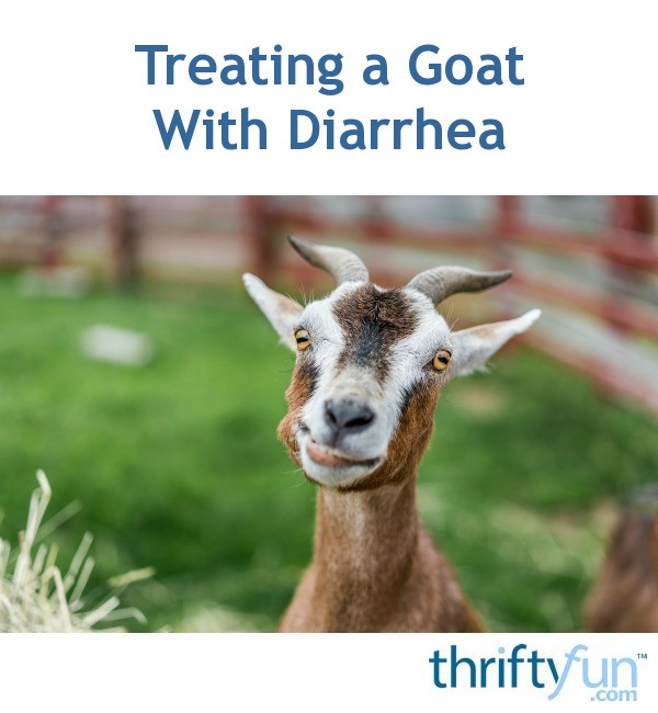 What To Give A Goat With Diarrhea