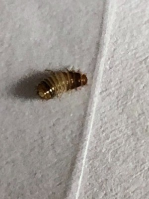 Identifying a Bug Found on the Bed - tan and dark colored bug with lots of legs