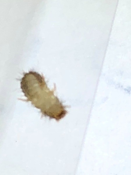 Identifying a Bug Found on the Bed