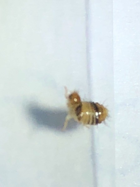 Identifying a Bug Found on the Bed