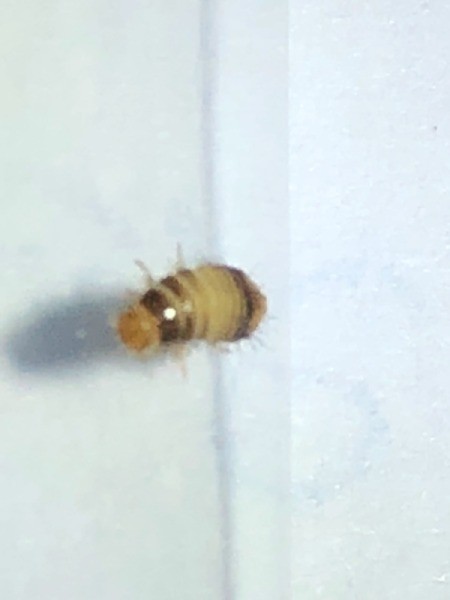 Identifying a Bug Found on the Bed