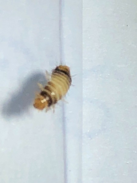 Identifying a Bug Found on the Bed