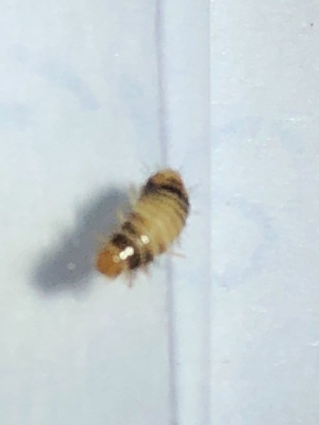 Identifying a Bug Found on the Bed