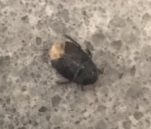 Identifying Small Black Bugs - bug on countertop