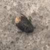 Identifying Small Black Bugs - bug on countertop
