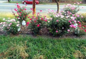 A rosebed of pink and red knockout roses.