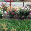 A rosebed of pink and red knockout roses.