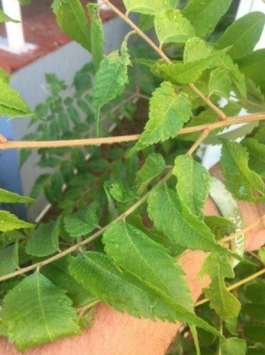 What Is This Plant? - tan branches with staggered medium green leaves with serrated edges
