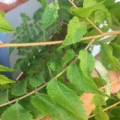 What Is This Plant? - tan branches with staggered medium green leaves with serrated edges