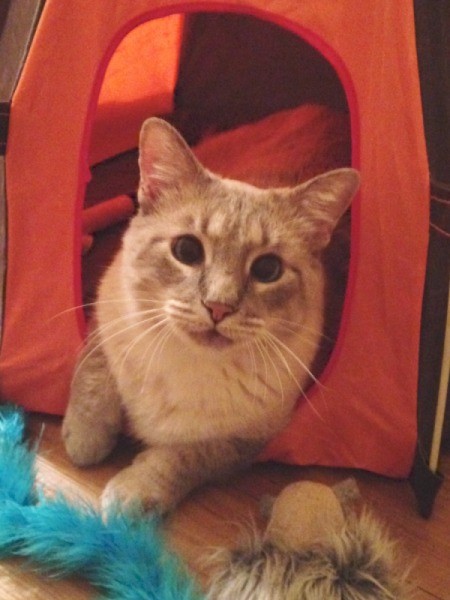 Ziggy (Siamese Mix) - Ziggy in a tent