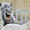 Funny portrait of a laughing horse. Camargue horse yawning