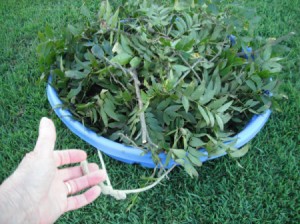 Use a Baby Pool to Cleanup Yard Debris - pool loaded with tree branches