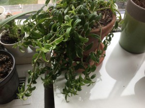 Identifying a Houseplant? - trailing plant