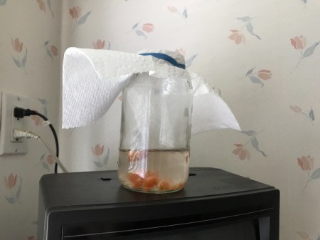 Saving Tomato Seeds