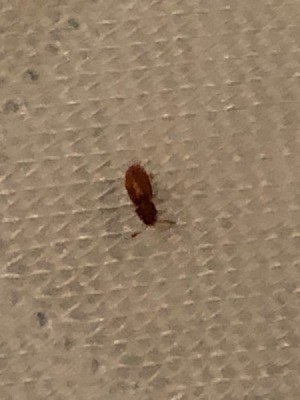 Identifying a Flying Bug - small long brown bug
