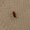 Identifying a Flying Bug - small long brown bug