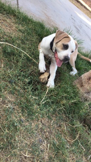 Is My Pit Bull Mixed? - white and tan puppy