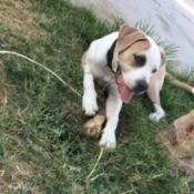 Is My Pit Bull Mixed? - white and tan puppy