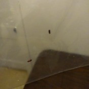 What Is This Bug? - bugs on tape