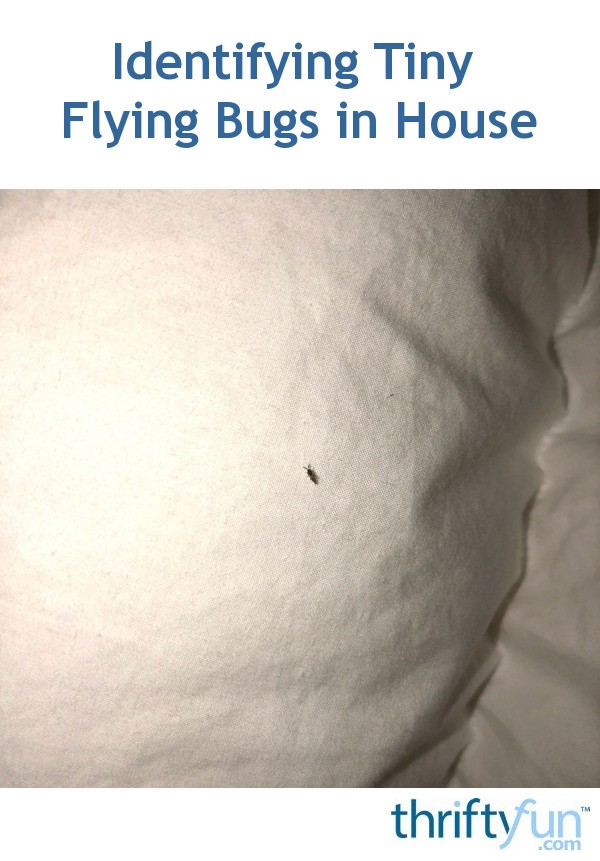 Identifying Tiny Flying Bugs In House Thriftyfun