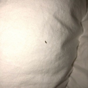 Identifying Tiny Flying Bugs in House - tiny bug on bed
