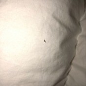 Identifying Tiny Flying Bugs in House - tiny bug on bed