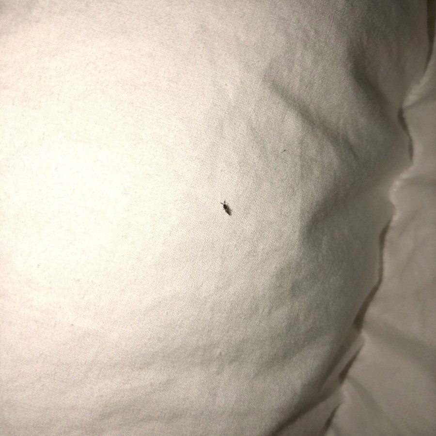 tiny bugs in house