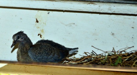 Baby Dove on Nest - dark feathered baby bird