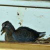 Baby Dove on Nest - dark feathered baby bird