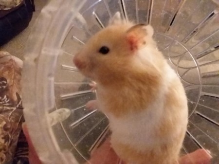 Tinkerbelle (Syrian Hamster) - in her exercise ball