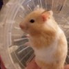 Tinkerbelle (Syrian Hamster) - in her exercise ball