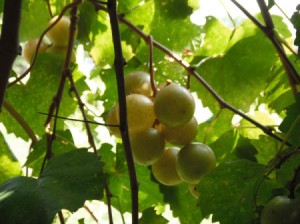 Keep Animals from Eating Your Grapes - green grapes on the vine