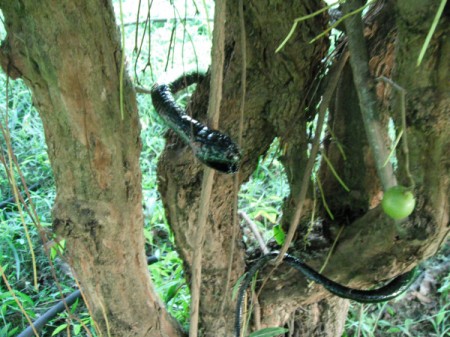 Keep Animals from Eating Your Grapes - fake snake in grape vine