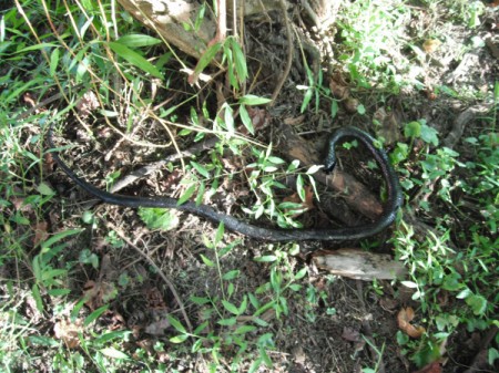Keep Animals from Eating Your Grapes - black hose to look like a snake on ground