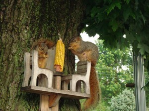 Wildlife: Squirrel Photos