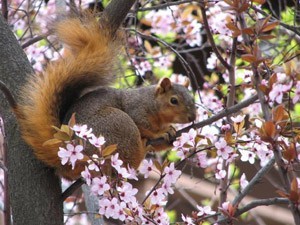 Wildlife: Squirrel Photos