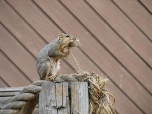 Wildlife: Squirrels