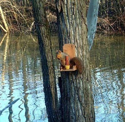 Wildlife: Squirrels