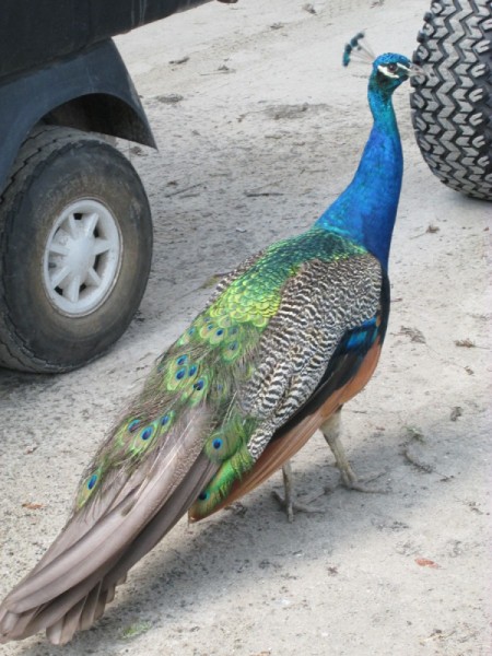 Peacock At The Petting Zoo - peacock near a car