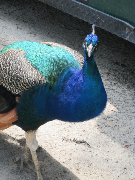 Peacock At The Petting Zoo